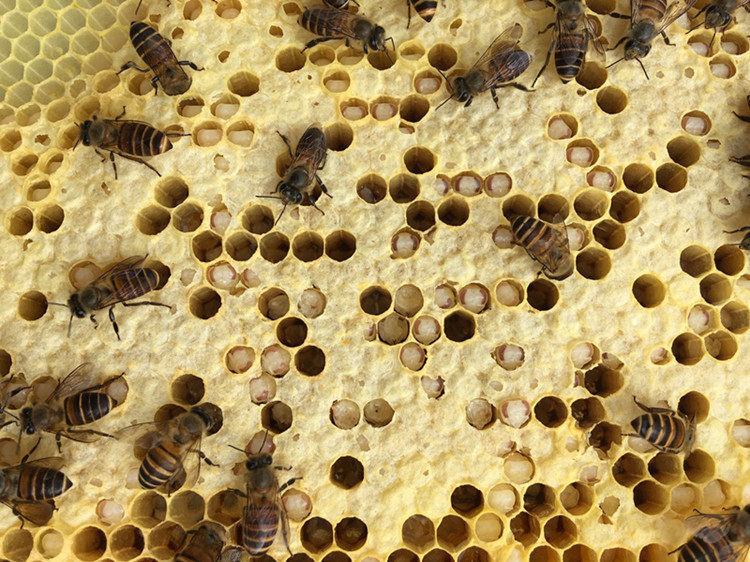 蜜蜂巢虫灵药巢虫清木片中蜂棉虫药巢虫净白头蛹不用脱蜂直接喷脾