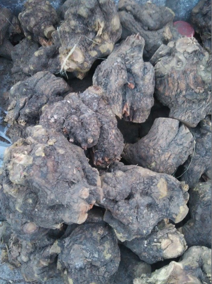 麻利疙瘩干料鼠李根麻利疙瘩原料麻梨疙瘩把件根瘤