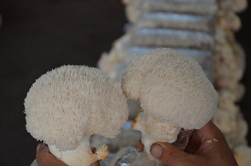 食用菌种食用菌菌棒猴头阳台办公室趣味种植蘑菇食用菌菌种