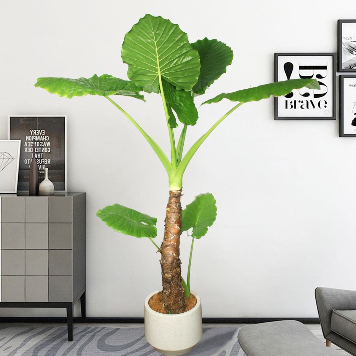 滴水观音盆栽室内大型绿植花卉植物办公室前台大型绿植