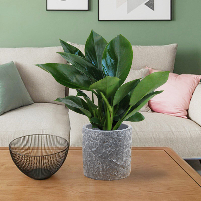 盆栽小金金钻花卉植物室内四季常绿甲醛保湿绿植