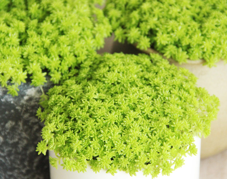 黄金草多肉植物新品室内四季好养阳台窗台不怕晒盆栽爆盆呆萌北欧