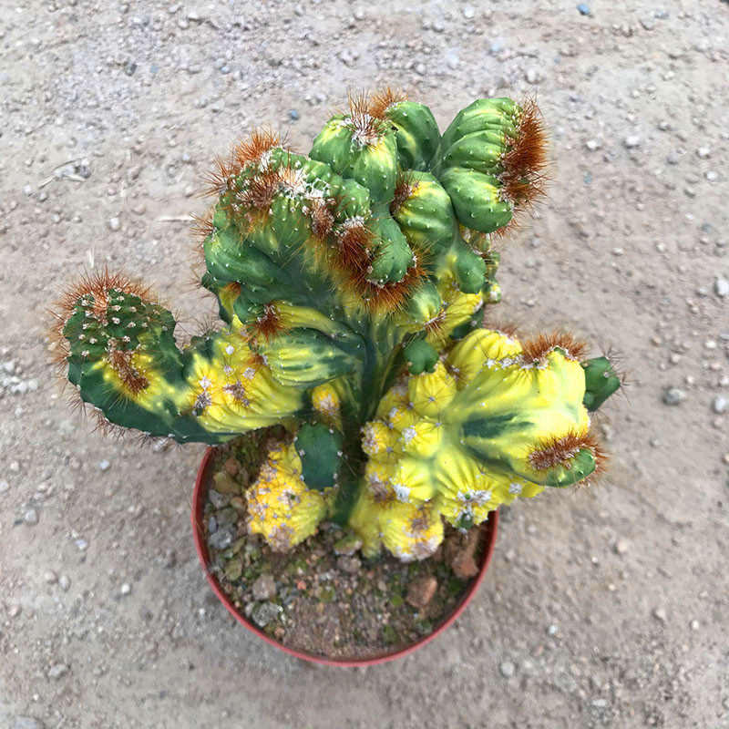 山影仙人掌锦缀精挑仙人防辐射盆栽花卉多肉植物多肉植物