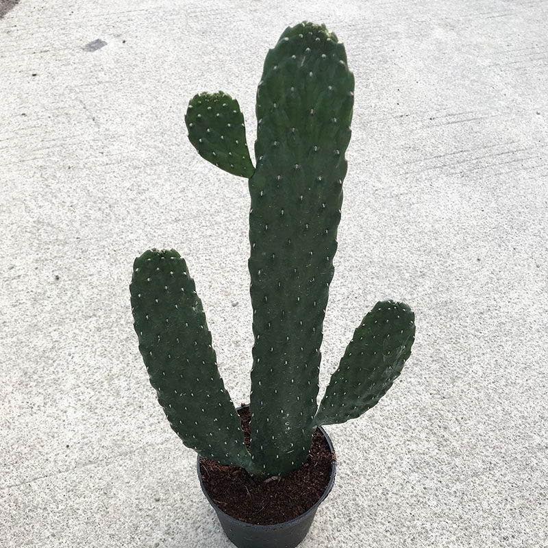 中华掌大颗仙人掌形状北欧风格万岁掌多植物盆栽多肉植物