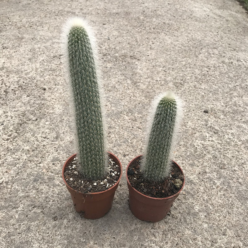 仙人掌柱类吹雪柱白绒绒仙人白毛毛多植物庭院多肉植物