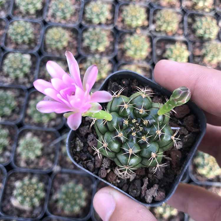 开花仙人球丽蛇丸实生漂亮防辐射裸鄂稀有品种多肉植物