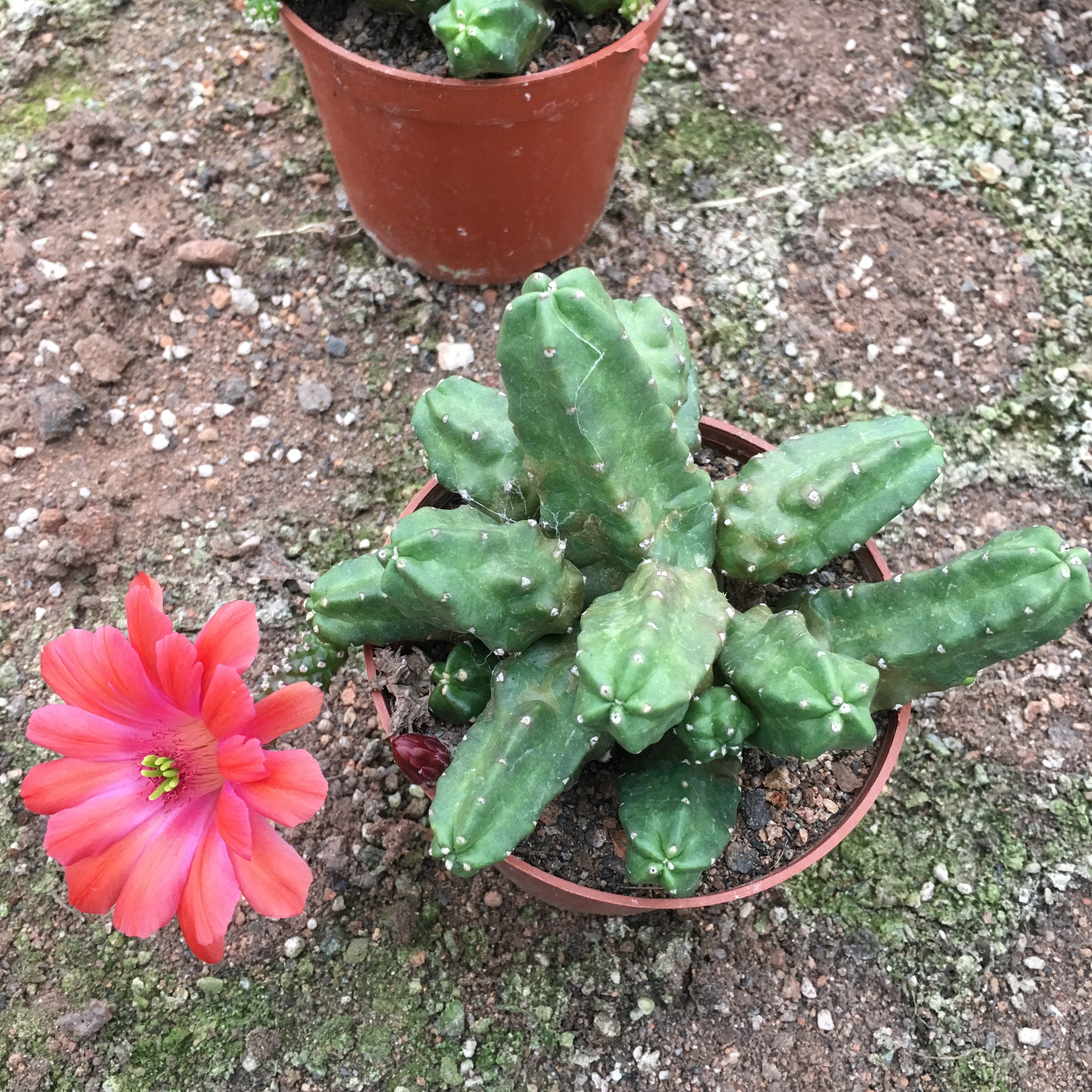 仙人桃太郎开大花仙球无鹿角柱属防辐射多肉植物多肉植物