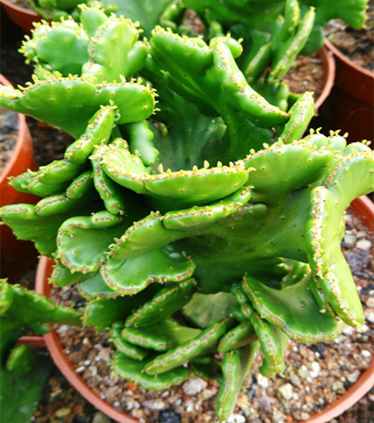 特价大戟科光棍植物多肉花博缀化珊瑚彭珊瑚包邮多肉植物