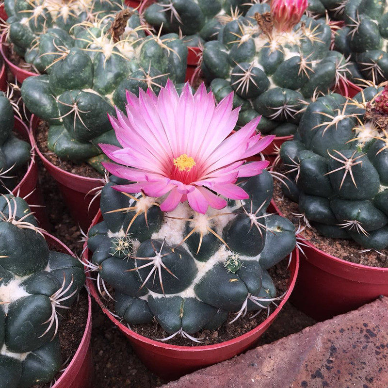 仙人巨象落地易养大号910cm办公室室内防辐射多肉多肉植物