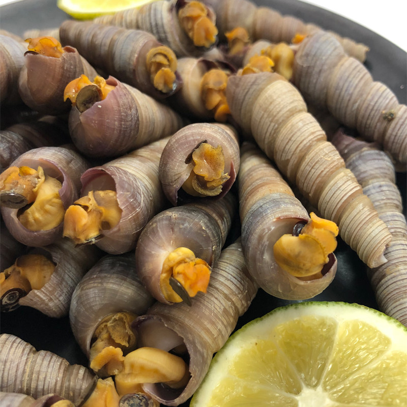 钉螺鲜活新鲜螺丝大钉螺去尾包邮海麻辣海鲜水产海螺