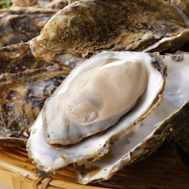 鲜活生蚝带壳牡蛎顺丰包邮福建生蚝包生蚝