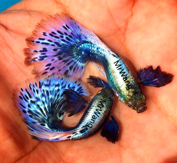 泰国进口精品蓝龙马赛克孔雀鱼热带鱼凤尾鱼小型淡水鱼纯种活体