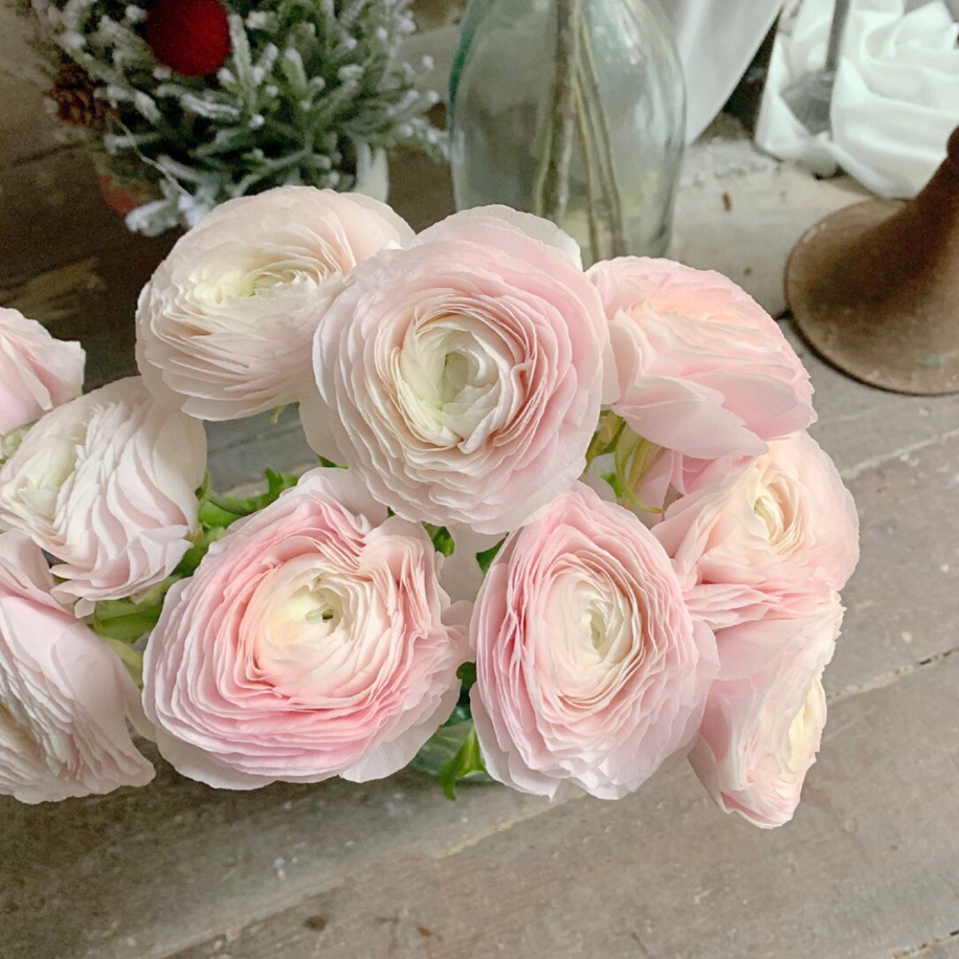 荷兰进口牡丹高档鲜切花清新风家庭用花鲜花速递鲜花速递同城