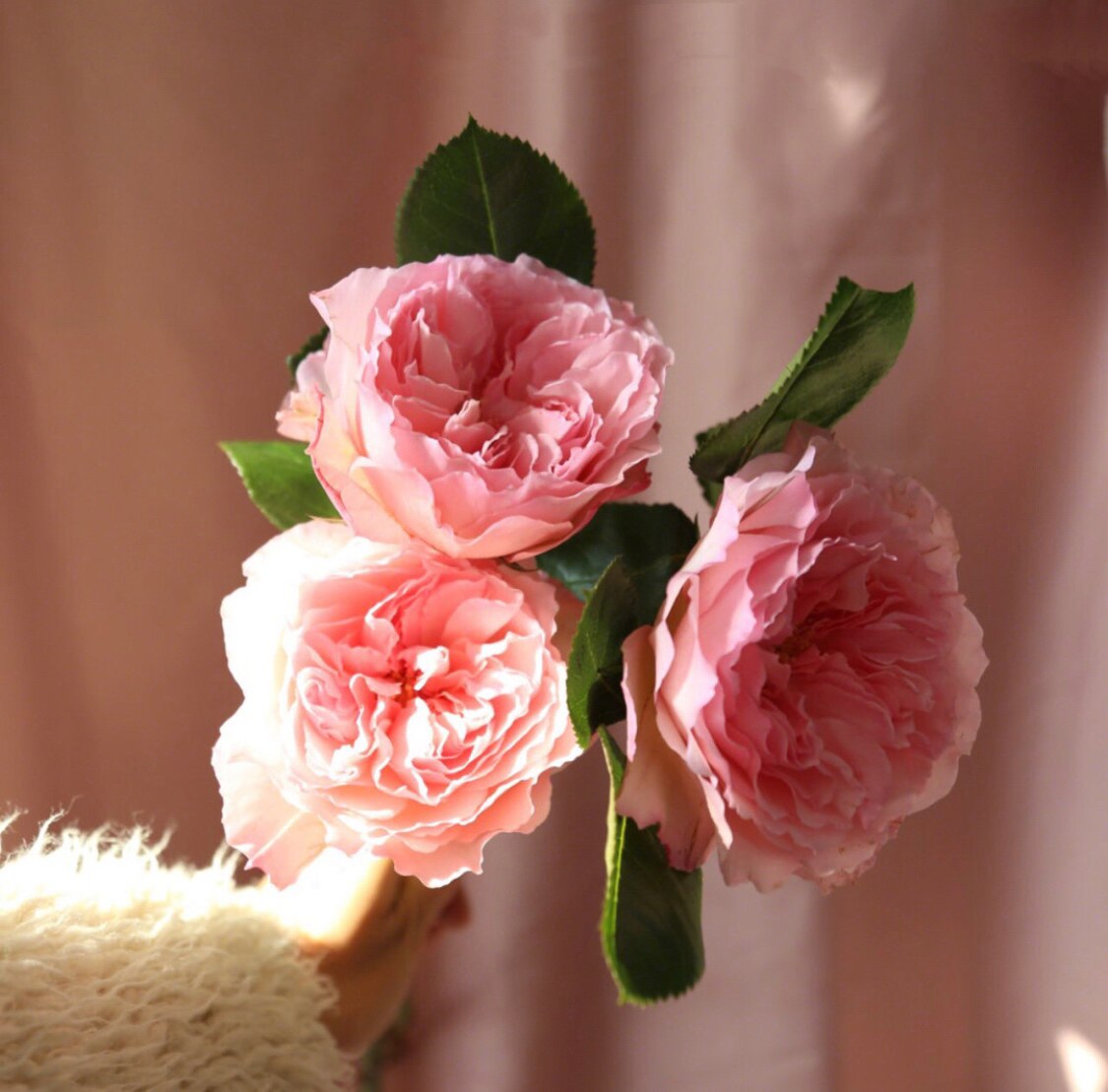 肯尼亚进口梅拉玫瑰鲜切甜蜜鲜花速递鲜花礼物上海鲜花速递(同城)