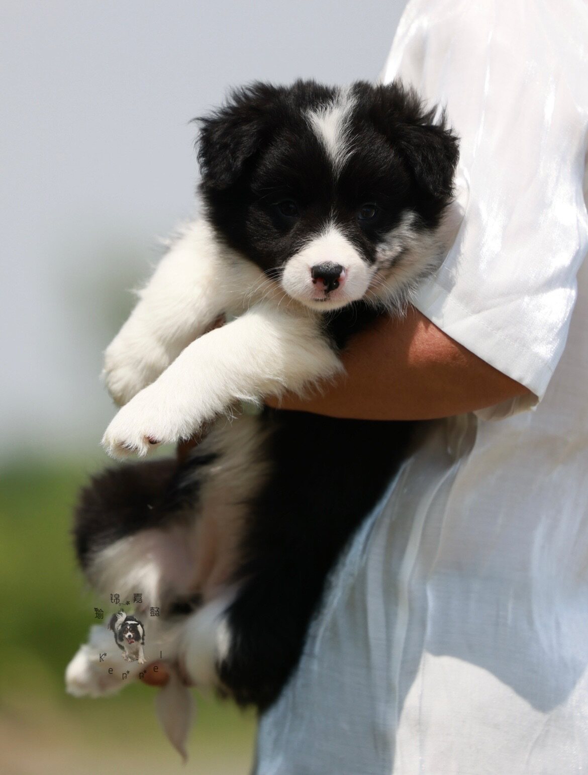 瑜锦嘉懿犬舍活体边牧稀有三色陨石公幼宠物狗狗狗