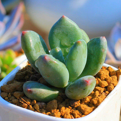 植物组合青星美人美人多肉防辐射创意小盆盆栽绿植多肉植物