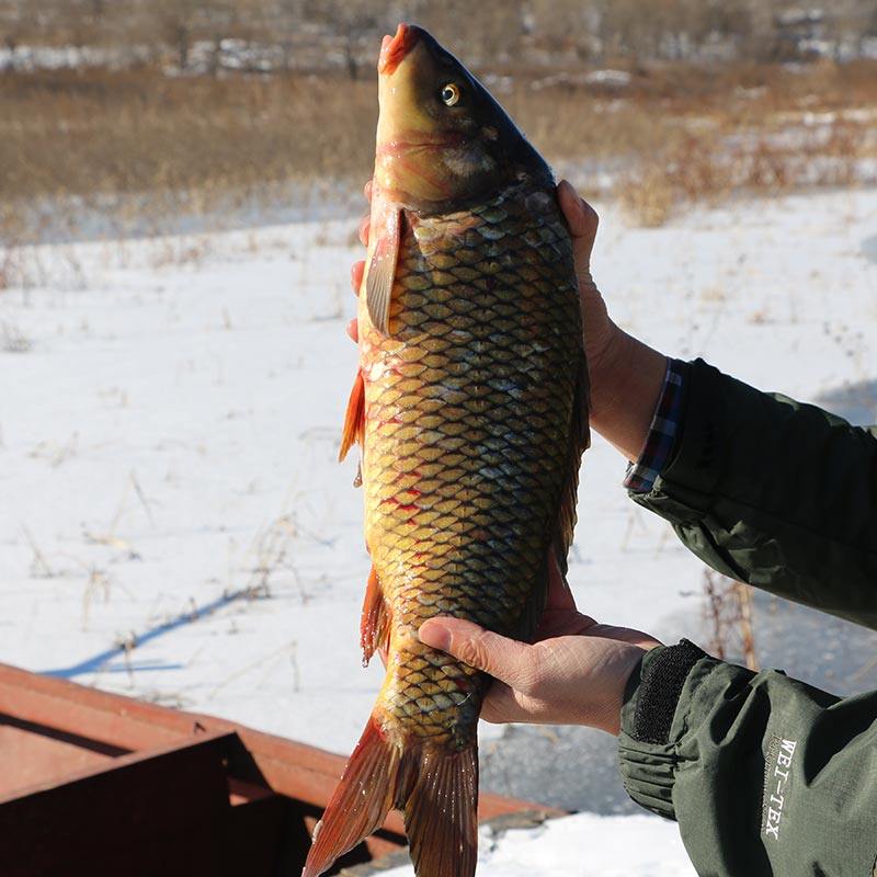 鲤鱼密云水库捕捞新鲜活鲜活野生鱼约25斤淡水鱼类