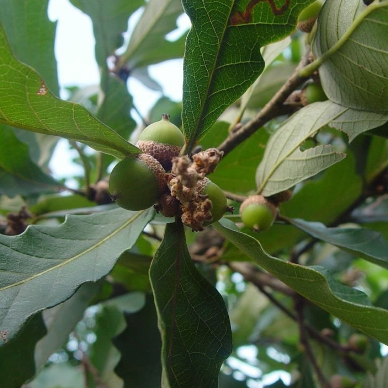 白栎橡树橡子橡实柞子柴白反栎橡栗栗茧中要材盆栽种植草要苗