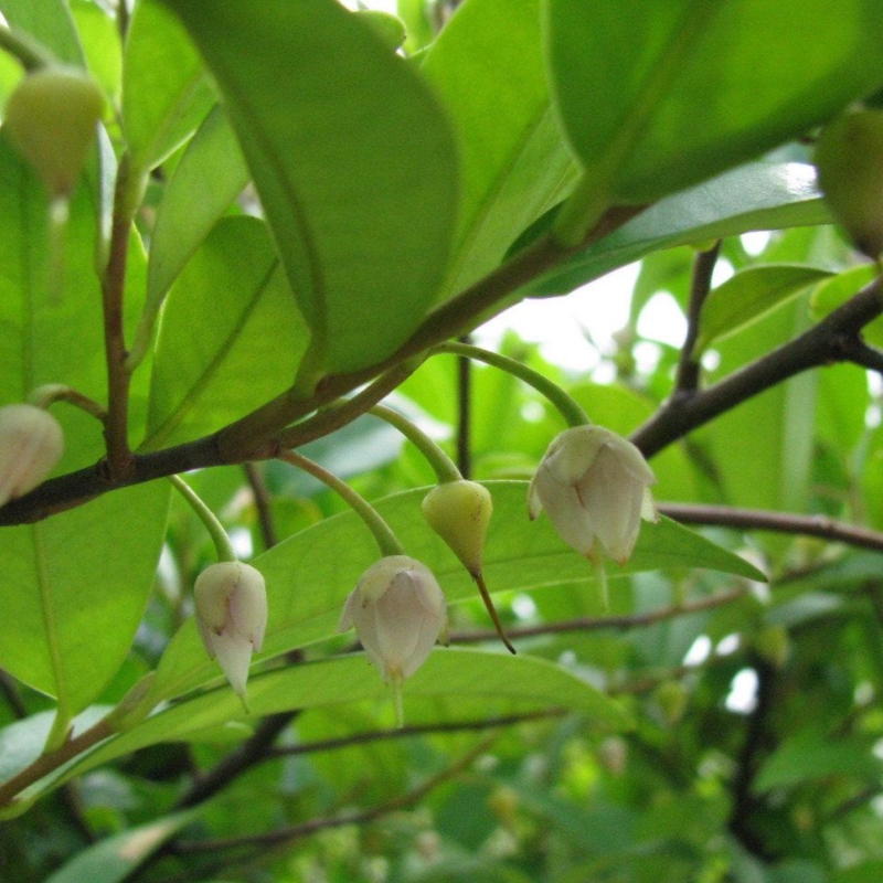 黄瑞木珠子杨桐鸡仔茶黄板叉木山茄树中药材种植绿化绿植