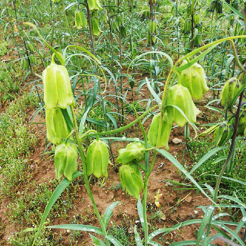 贝母川贝勤母苦菜苦花草药庭院楼顶植物中草药绿植