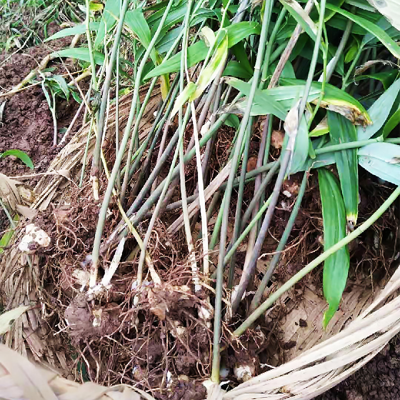 贝母川贝勤母苦菜苦花草药庭院楼顶植物中草药绿植