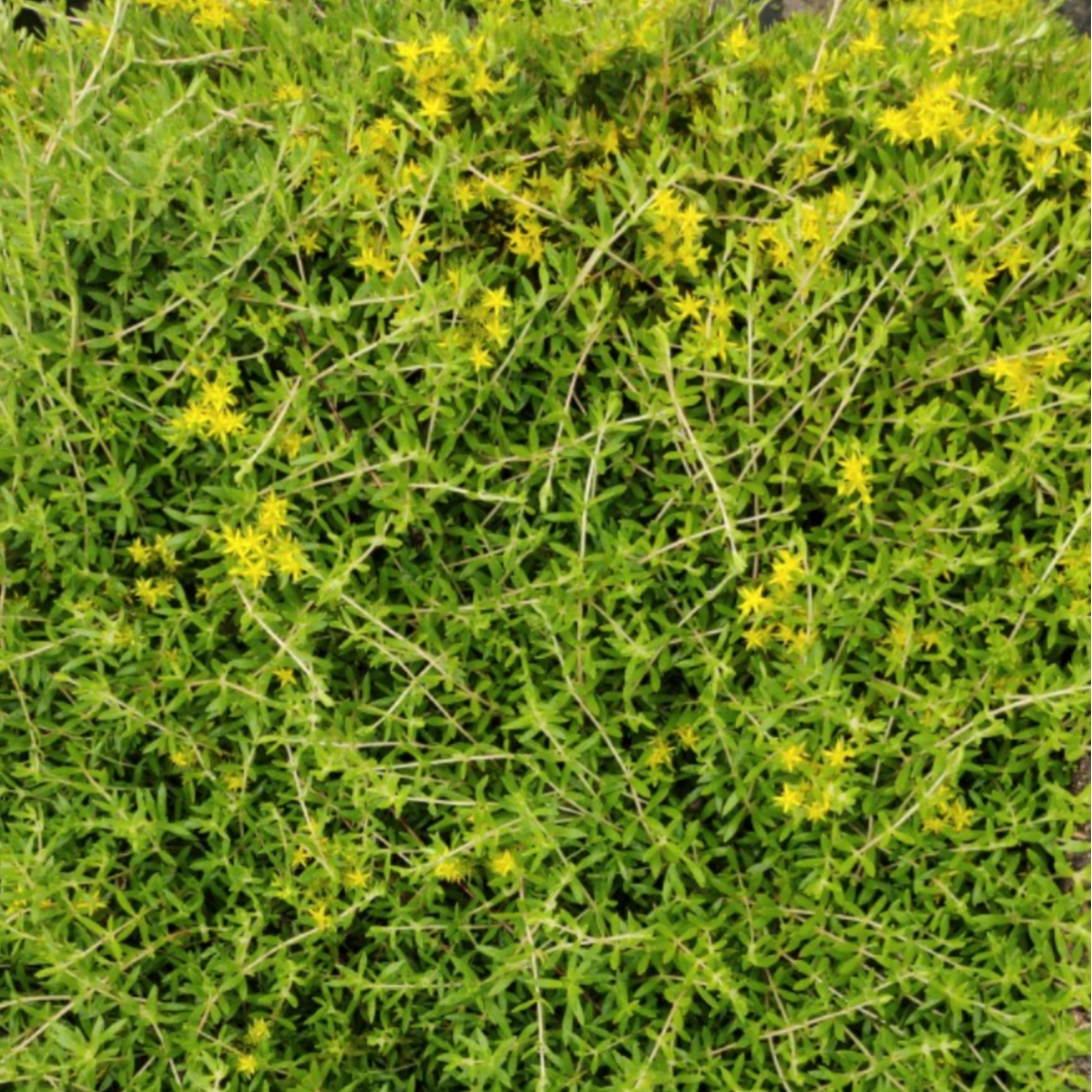 垂盆狗牙草瓜子指甲草狗牙瓣凉茶冲剂草药药材绿植