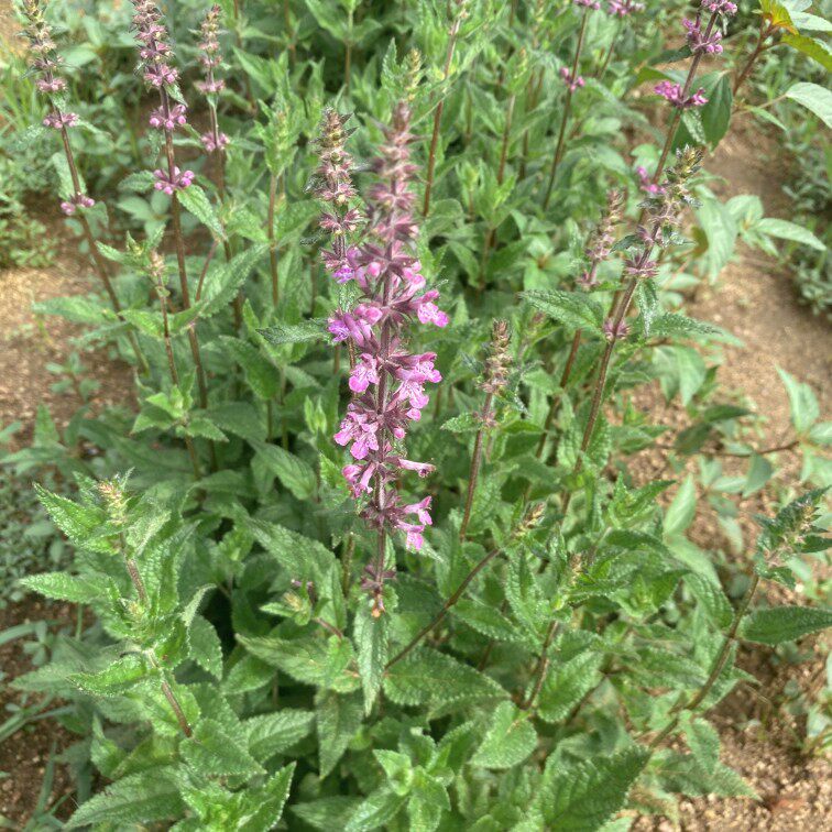 菜地甘露草食宝塔蚕土人参螺蛳罗汉中草药种植绿植
