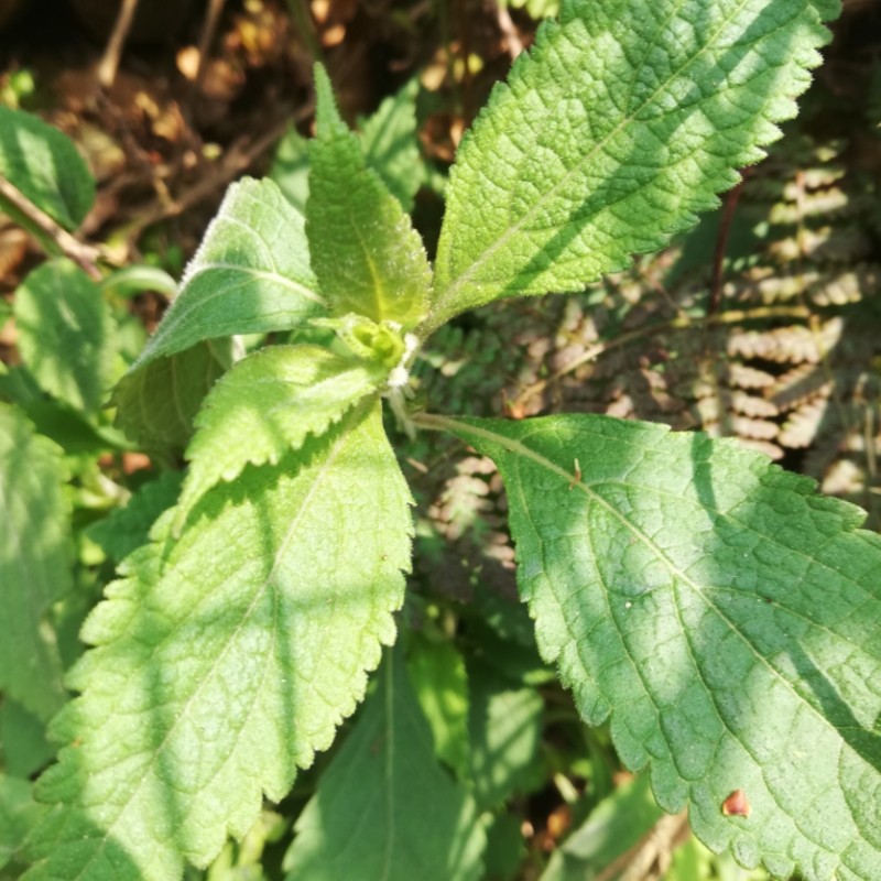 溪黄香茶溪沟山羊铁钉钉头疙瘩土黄黄连中草药绿植