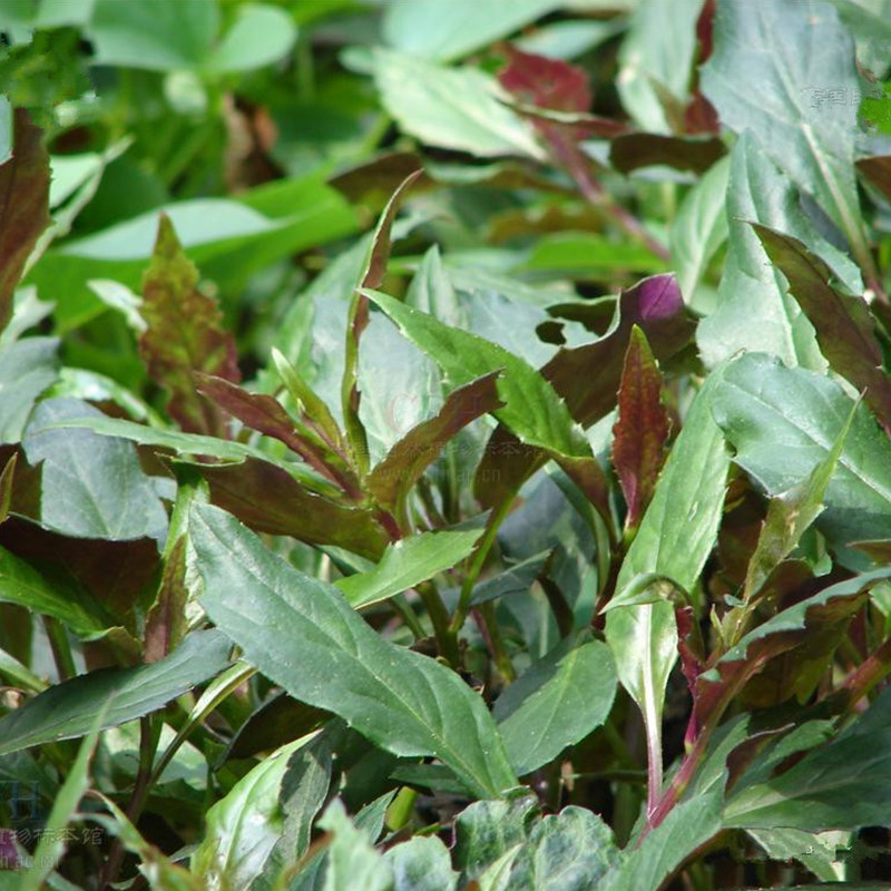 红背菜观音菜当归红凤菜观音苋红背紫背菜四季野菜苗家庭盆栽种苗