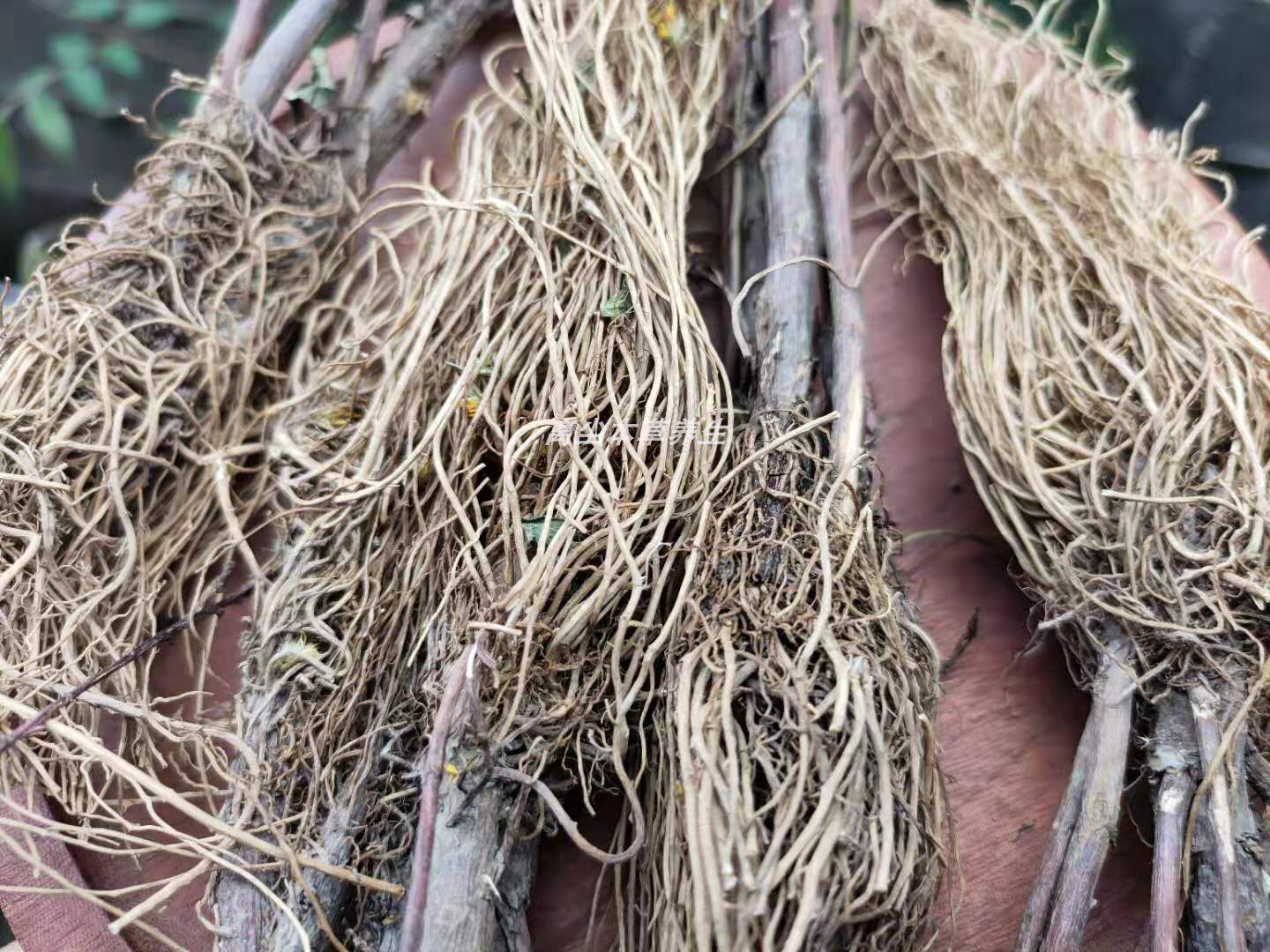 黄花中草百根老虎蛇头一支干品药材一枝野生其他药食同源食品