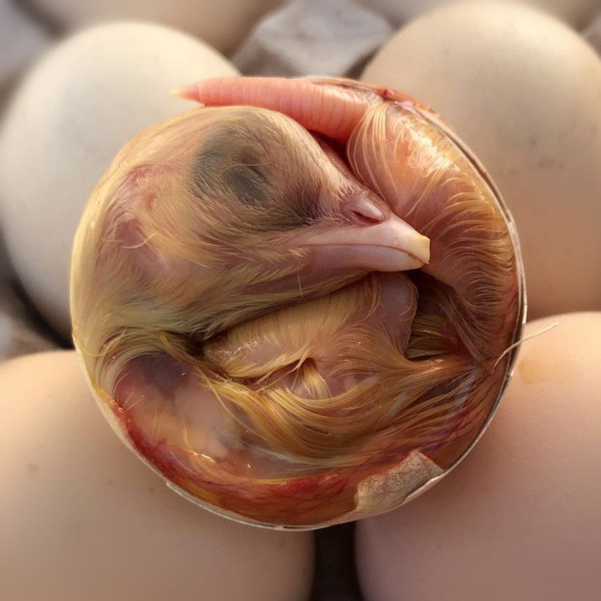 新鲜鸡胚蛋毛蛋喜蛋毛鸡蛋钢化蛋旺蛋活珠子凤凰蛋18-20天毛胚蛋