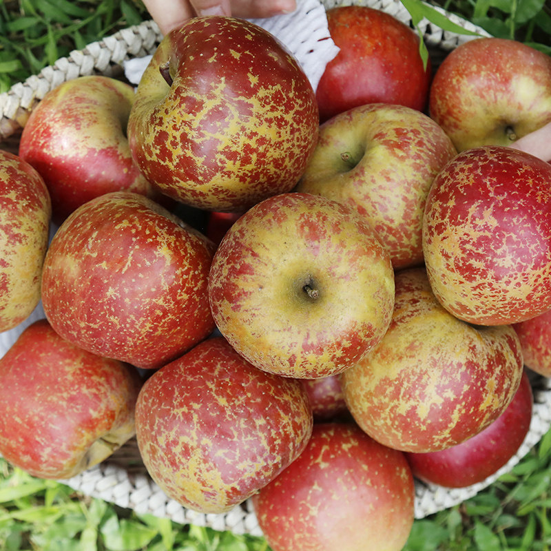 苹果水果凉山盐源当季新鲜四川脆甜冰糖糖心苹果