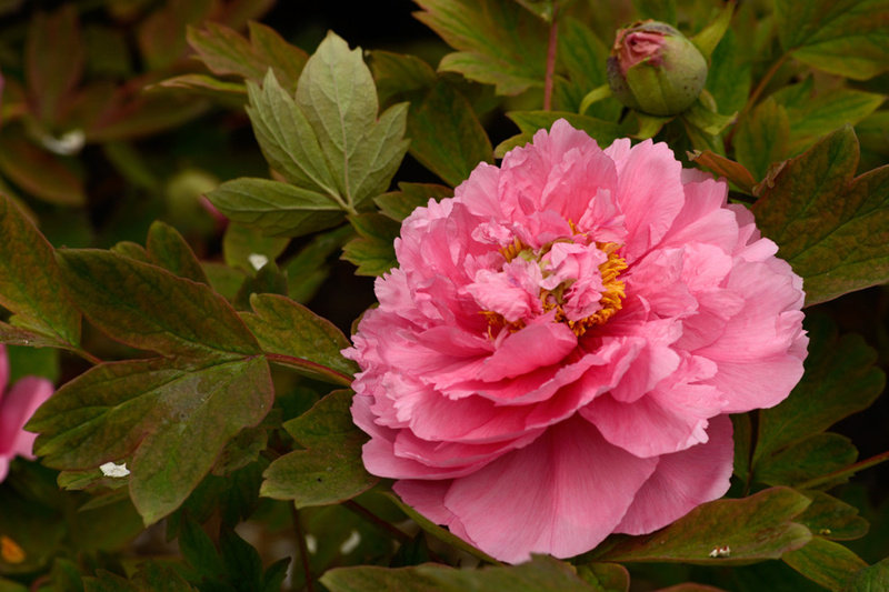 大胡红牡丹彩绘正宗牡丹包邮菏泽洛阳牡丹苗庭院绿植阳台大苗多层