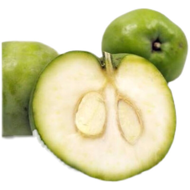 新品种高端水果w4白柿冰淇淋嫁接苗果树苗盆栽地栽苗带泥带叶发货-mc