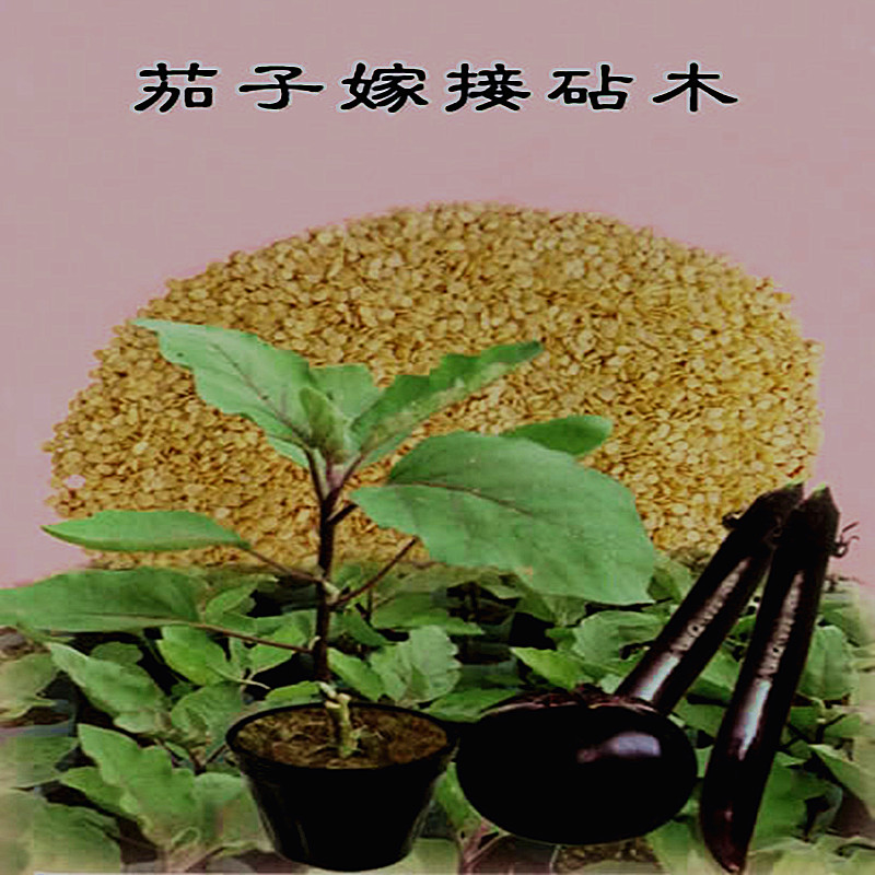 茄果专用柿子茄子砧木托鲁巴姆春秋嫁接高产家庭园艺种子