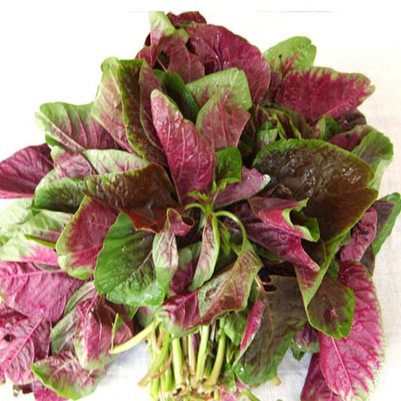 叶红苋菜面条菜山菠菜柳叶春季秋季野菜家庭家庭园艺种子