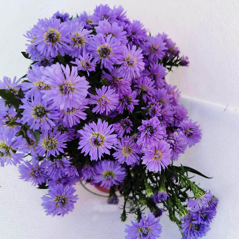 多头重瓣孔雀草鲜花鲜切一扎不限枝数云南直邮鲜花速递同城