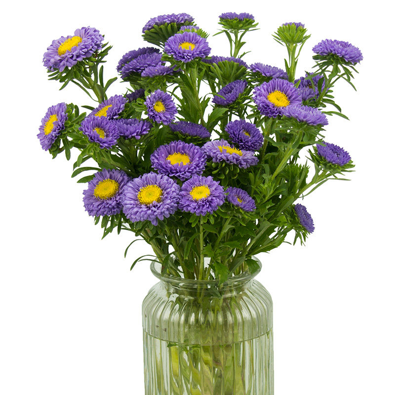 香槟色翠菊鲜花鲜切花玫红色白色紫色包邮花期鲜花速递同城