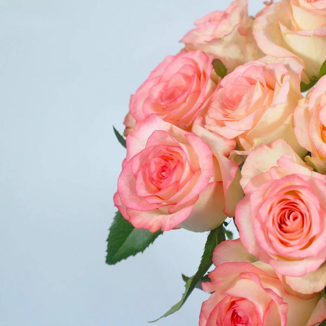 粉色色系玫瑰稀有品种鲜花鲜切家庭用花云南鲜花速递(同城)