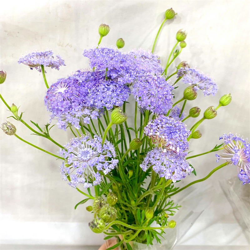 翠珠蓝白白粉蕾丝蕾丝花花仙气花配花鲜切家庭鲜花速递同城