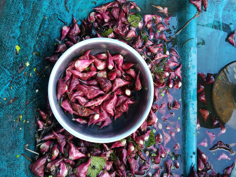 两角菱角种子老凌角种苗带壳红皮棱角菱角