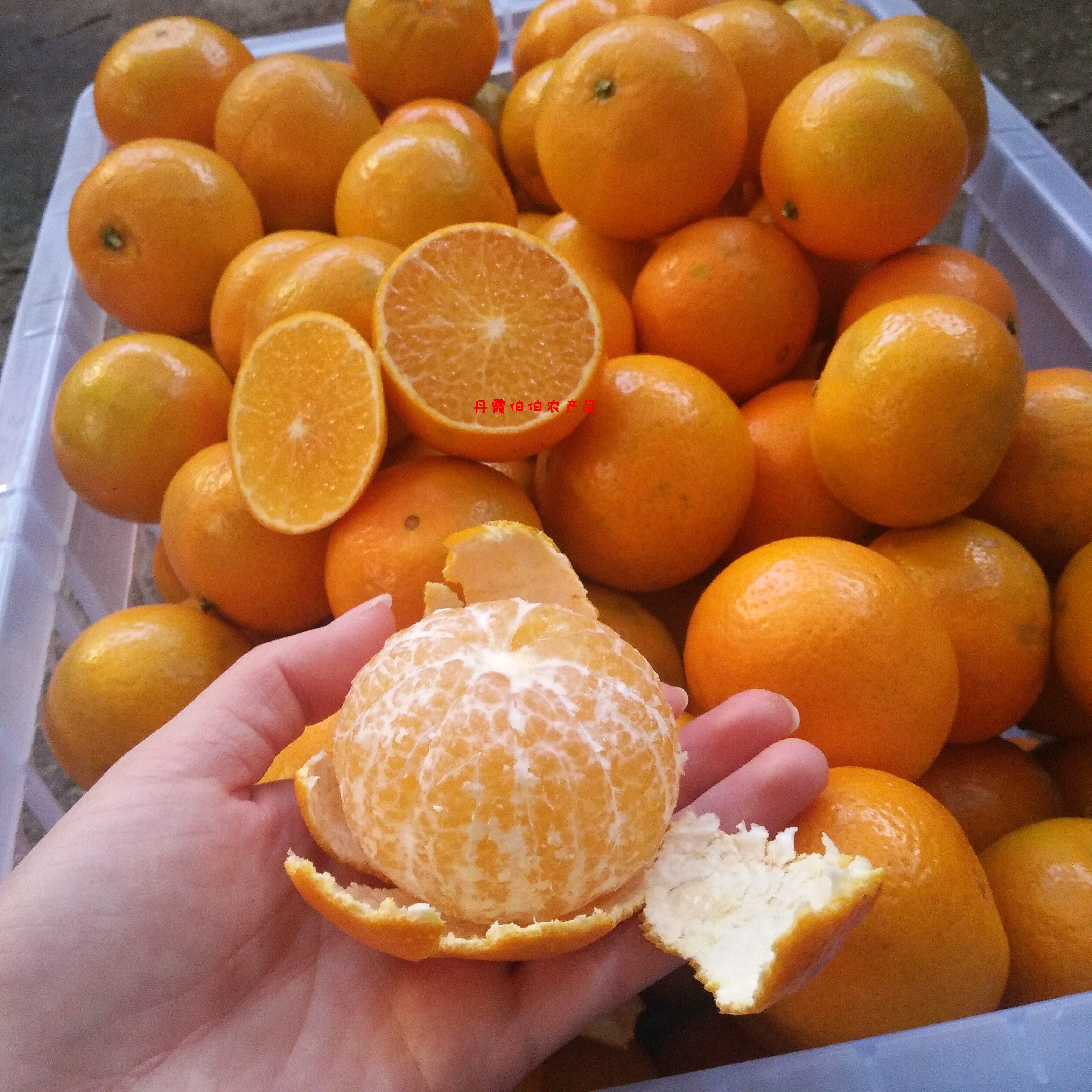 皇帝广东韶关贡柑大果新鲜水果沃柑黄帝非广桔子