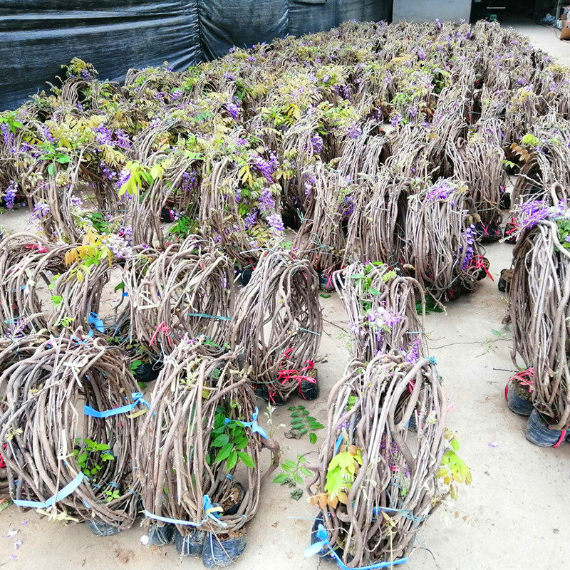 紫藤花树苗爬藤植物庭院围墙四季开花盆栽花苗百洁布