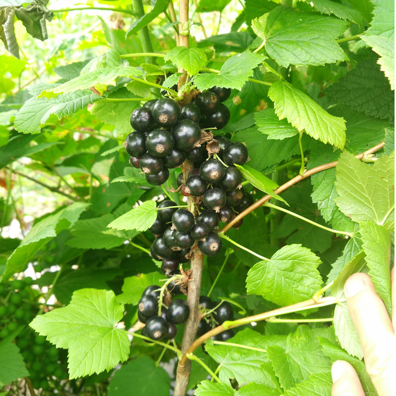 黑加仑果树树苗紫莓庭院盆栽阳台南北方种植当年果树