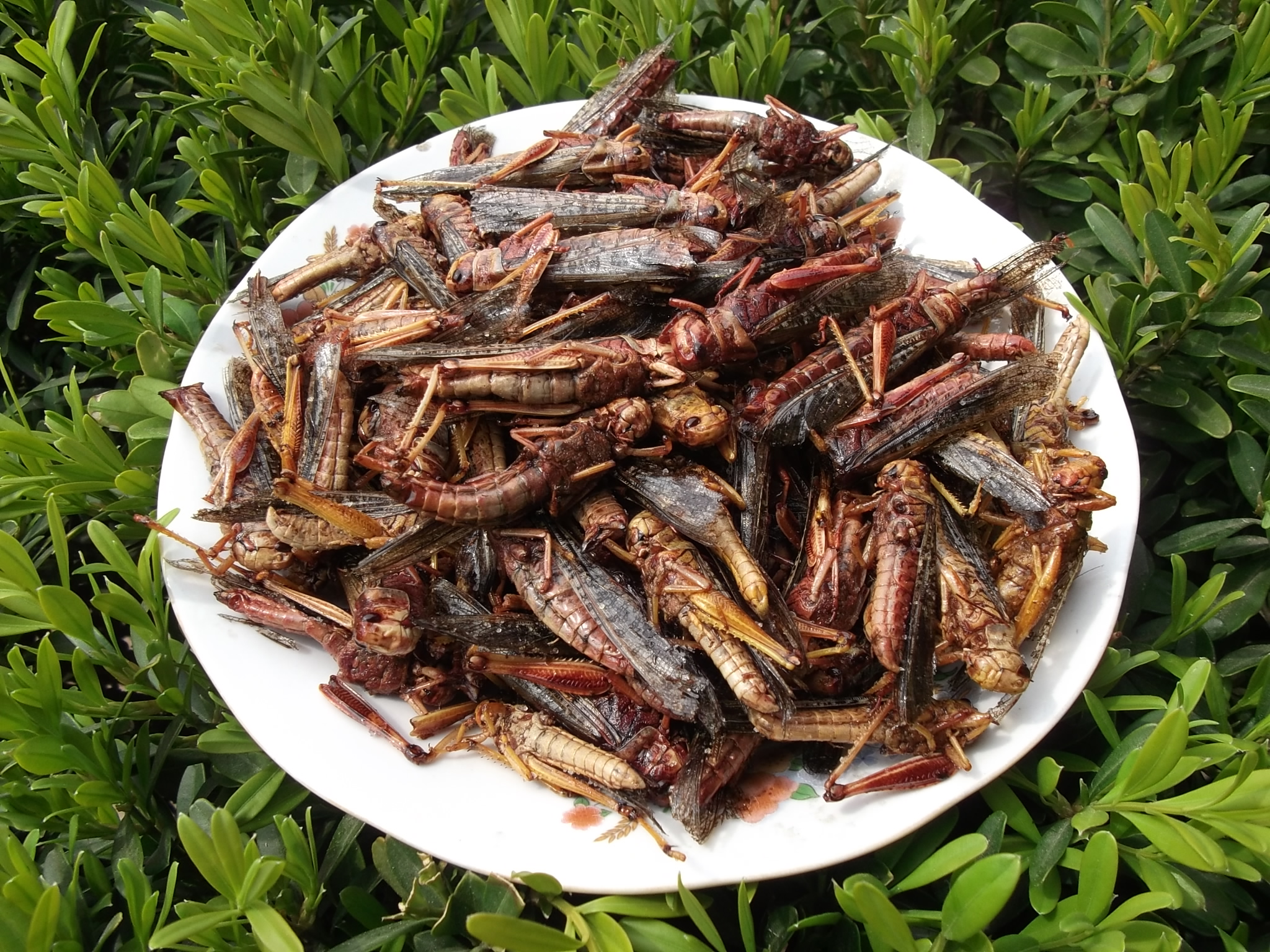 沂蒙山特产油炸大蚂蚱新鲜野生蝗虫蚱蜢高蛋白即美味下酒菜酥辣味