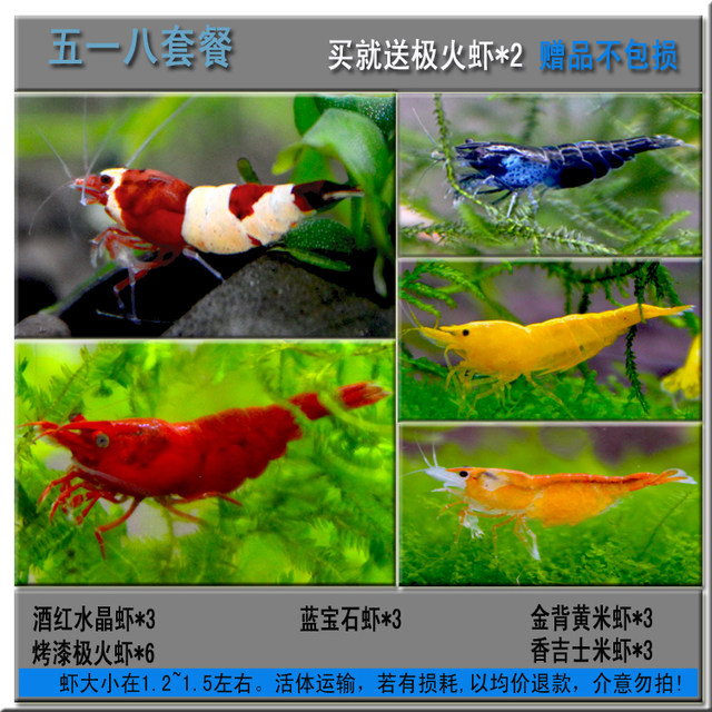 Ornamental shrimp package dining lotion, deraister, shrimp, fire, yellow rice, pet shrimp, freshwater shrimp, cherry blossom, shrimp Ornamental shrimp package dining lotion, deraister, shrimp, fire, yellow rice, pet shrimp, freshwater shrimp, cherry blossom, shrimp