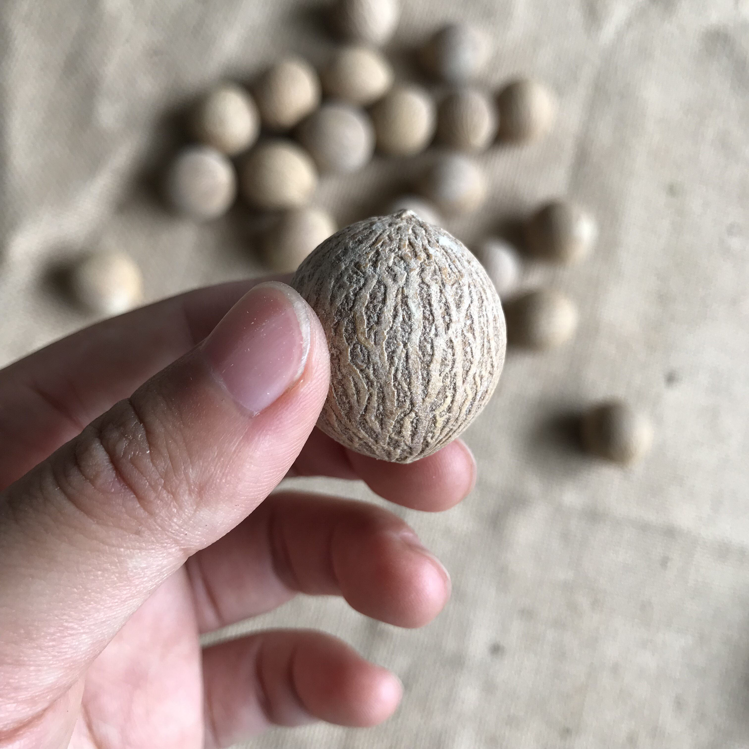 菩提天然白玉提子原籽原料手串散珠diy干花干花