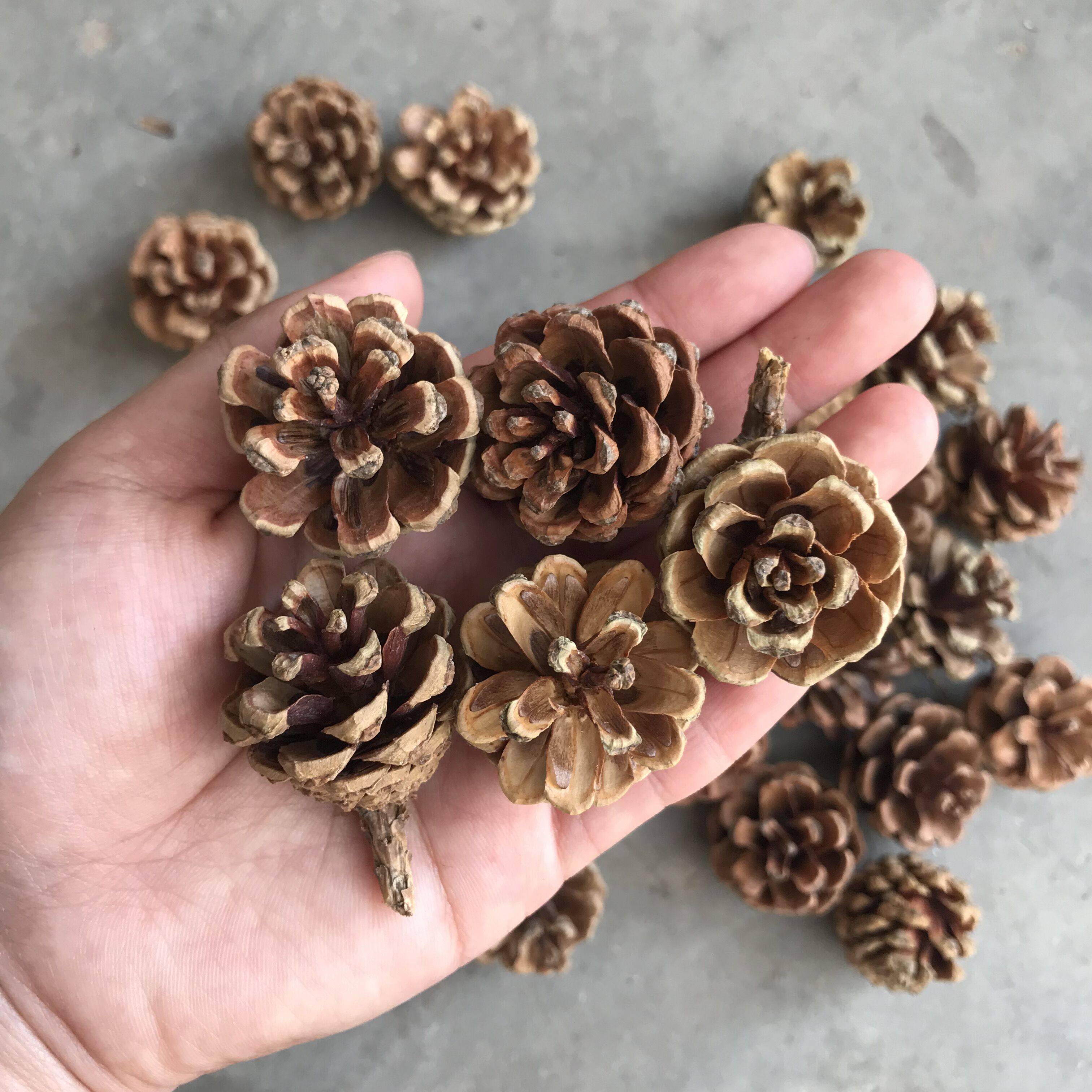 松果30个小松油松天然松塔工艺摆件道具拍照干花