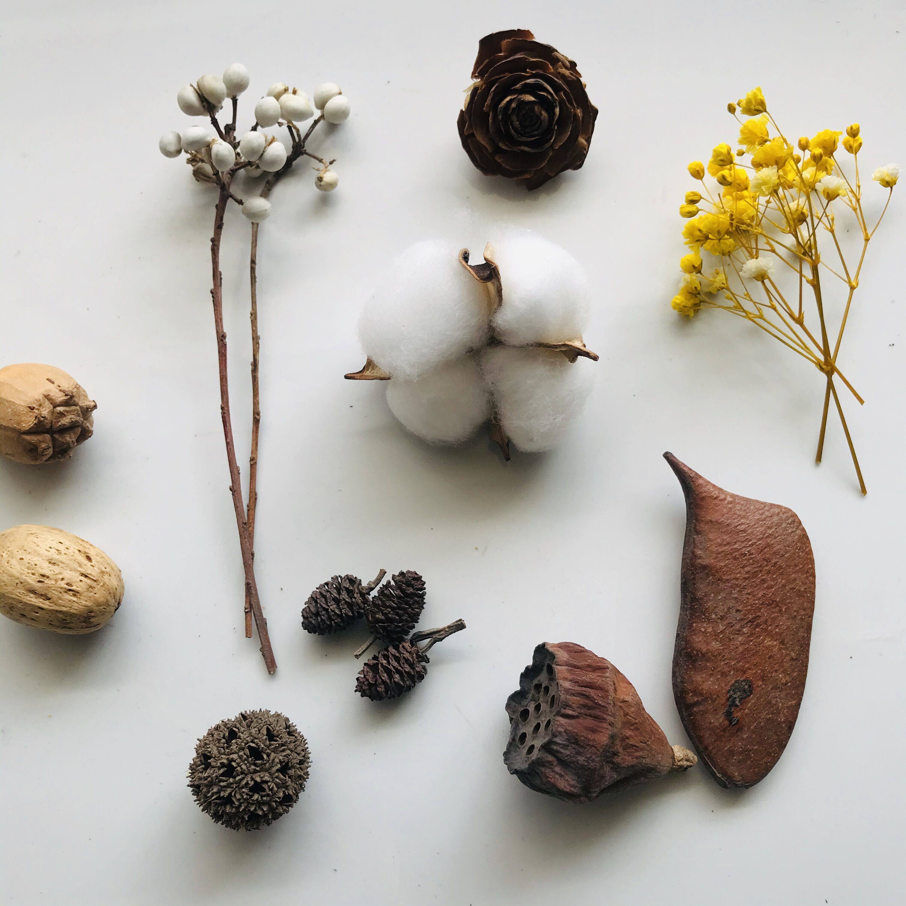 进口干花永生花原创设计树叶干果尤加利黄杨叶黄干花