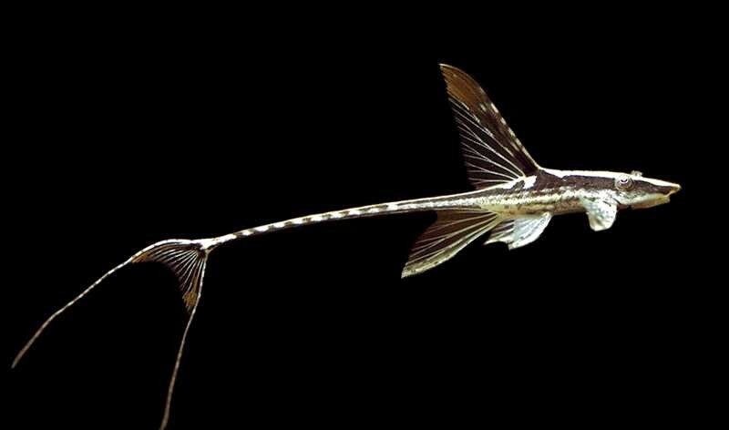 七夕水族皇冠直升机异型南美异形鼠鱼热带鱼活体鱼